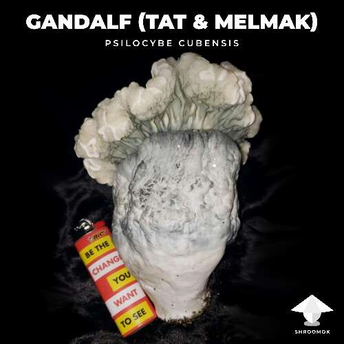 Gandalf true albino teacher and melmak