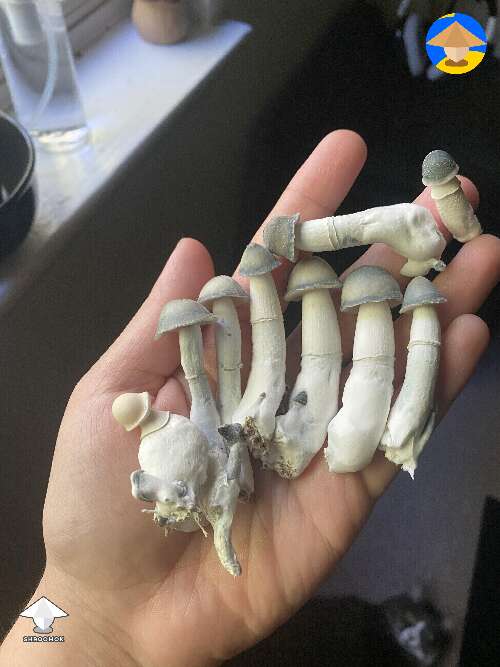 Shroom snacks #2