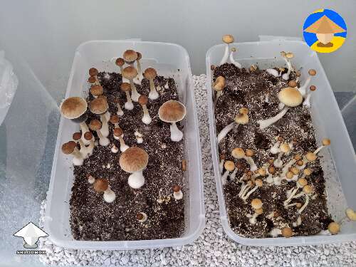 Magic shrooms growing