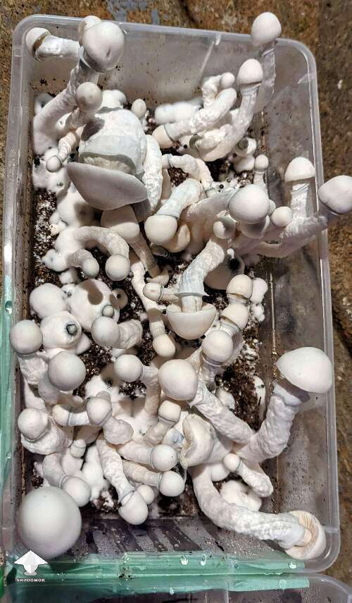 Psilocybe Cubensis Albino A+ magic mushroom growing #2