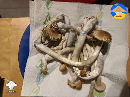 First complete shroom flush 140g