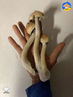 E4K mushrooms - 2nd flush