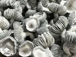 Amazing Allnape magic mushrooms