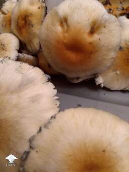 Hillbilly pumpkin magic mushroom harvesting