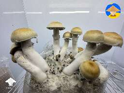 Red Boys - 2nd Flush - 391g wet