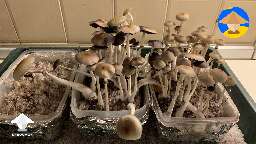 Cubensis Koh Samui mushrooms - harvested a little too late, still great tho #3