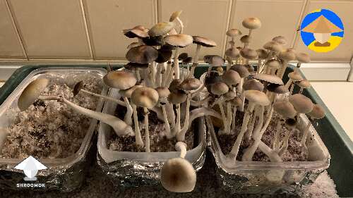 Cubensis Koh Samui mushrooms - harvested a little too late, still great tho #3