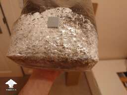 In my first attempt to make own 2 grow bags I think I found some contamination. May you share your opinions what would you do in situation like this #3