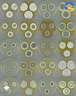 Penicillium mold samples