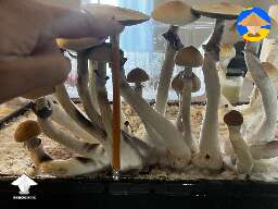 Amazonian clones from a cluster