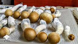 Harvested Tidal Wave flush