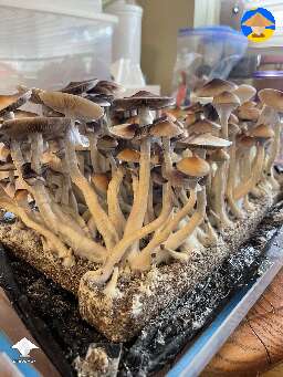 Tiime to harvest - Z strain
