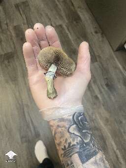GT - almost 19 grams