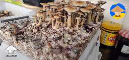 I feel like a mini lumberjack chopping down a mushroom Forest