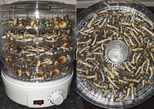 How to dry mushrooms in dehydrator