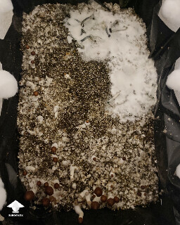 Salt application for blue green mold treatment