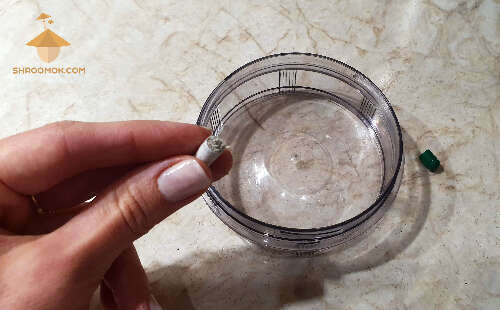 capsules for microdosing magic mushrooms