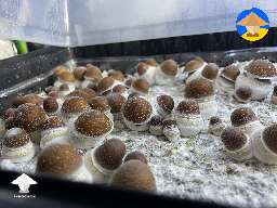 Amazing Hillbilly Squat magic mushrooms growing in tub