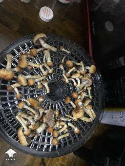 Z strain shrooms harvest