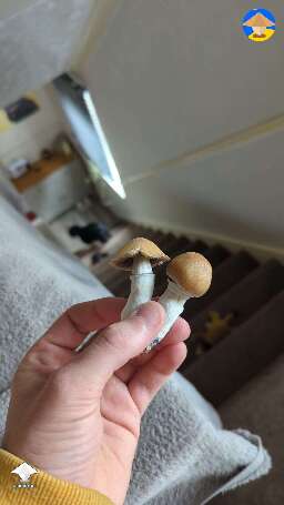 First attempt these were the first of the shrooms
