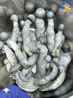 First flush of APEs mushrooms