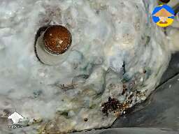 Pretty sure I've just got some mycelium bruising here #2