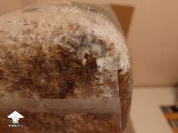 In my first attempt to make own 2 grow bags I think I found some contamination. May you share your opinions what would you do in situation like this #2