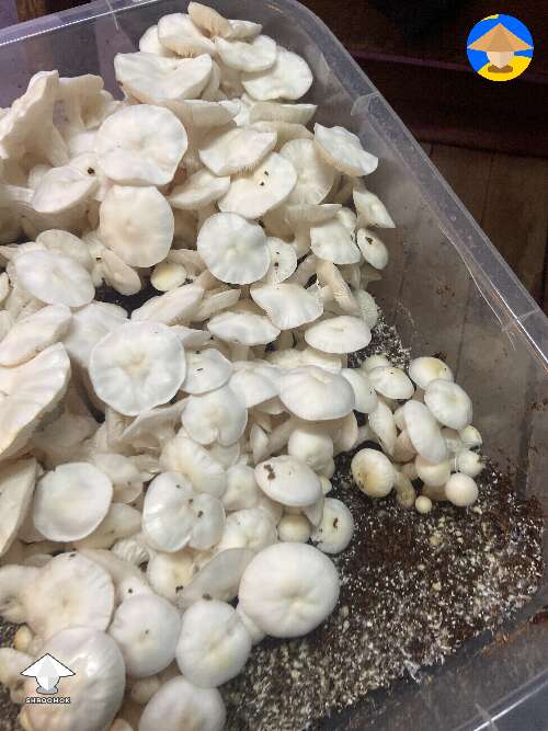 Albino Avery mushroom fruiting