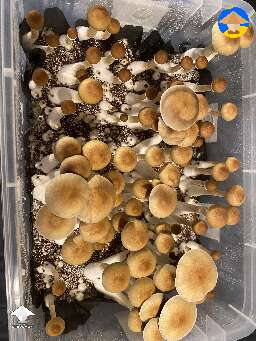 Golden Mammoth magic mushrooms
