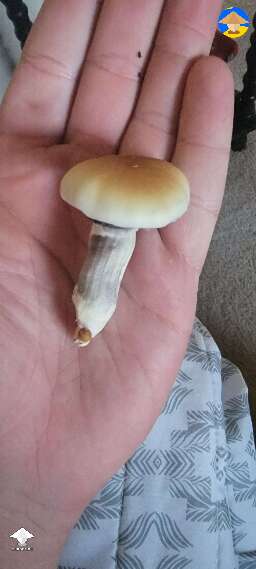 Look at this chubby boi - GT