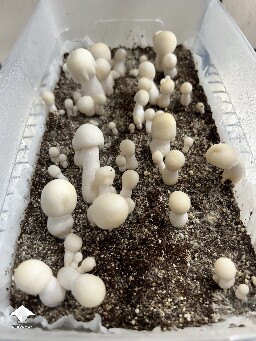 My APE mushrooms is coming along
