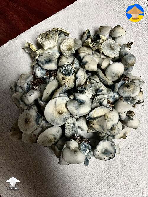 My Jack Frost mushrooms before dehydrating