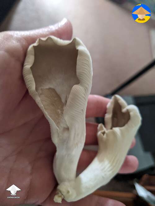 Although I did get these oyster mushrooms beauties which, I get, aren't market quality but I'm thankful