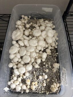 Pearly Gates mushrooms first flush #2