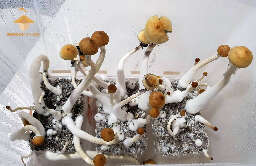 Psilocybe cubensis fourth flush of fruiting and harvesting