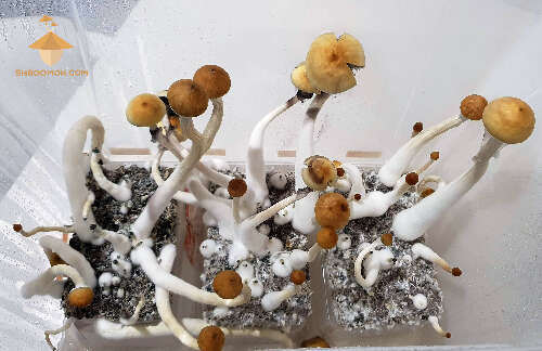 Psilocybe cubensis fourth flush of fruiting and harvesting
