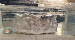 Psilocybe micelium overlay