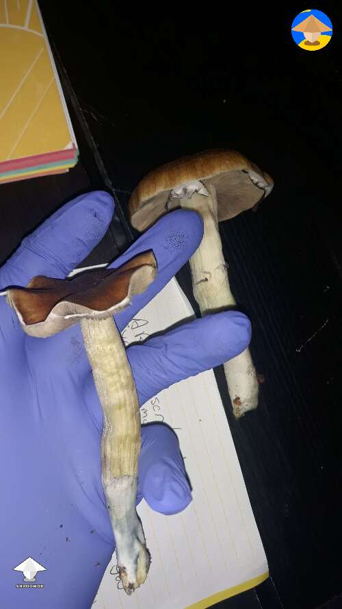 2nd flush GT mushrooms one grew bigger and one is wavy #2