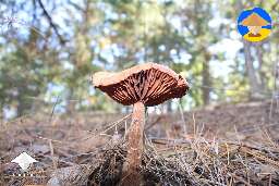 anyone know what this is? #2