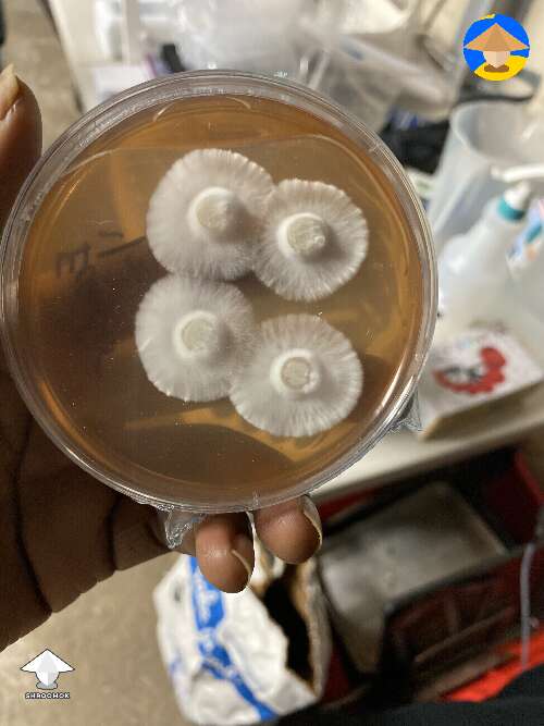 This agar plate was poorly poured but I still used it for transfers