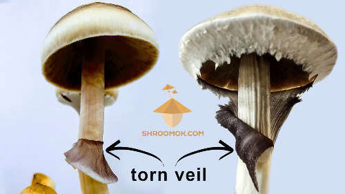 Torn veil mushroom harvesting