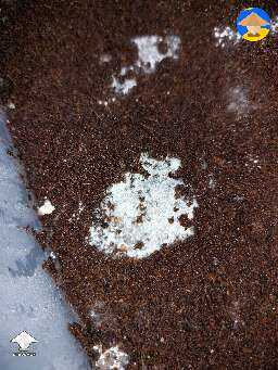 Bit areas I defo feel are mycelium. Smaller patches are inconsistent, looks like cobweb a bit