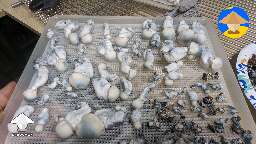 Picked fatty Jack Frost mushrooms #10