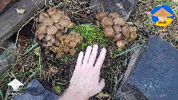 Edible Honey Fungus mushrooms fruiting in my yard