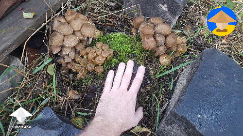Edible Honey Fungus mushrooms fruiting in my yard