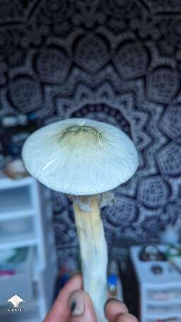 New flush and new harvest BAPER mushrooms #7