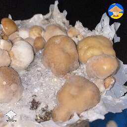 Melmac Dino Eggs blobs mutation (Bottle Tek)