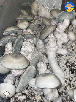 Time for harvesting Haole mushrooms