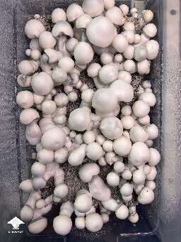 Happy Jack Frost mushrooms