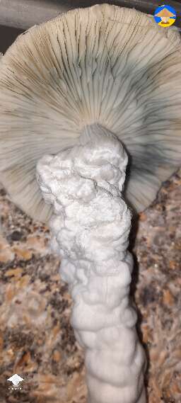 Gandalf magic mushrooms #2